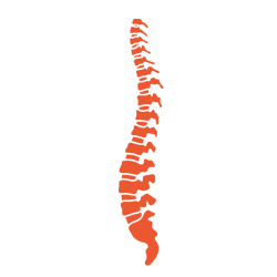 Spine